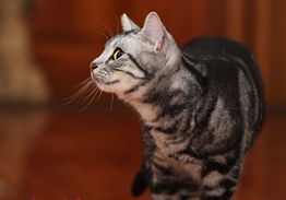 猫寿命多少年