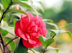 山茶花的花语