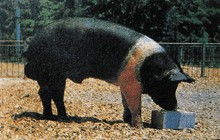 汉普夏猪有哪些主要特性?