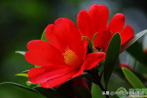 茶花的养殖方法家里如何养好茶花