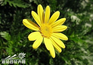 植物百科: 茼蒿菊