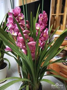 大花蕙兰怎么养