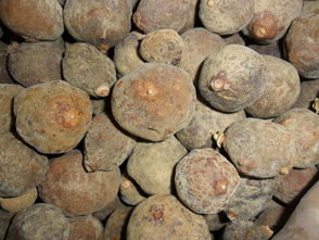 橘红果怎么切片