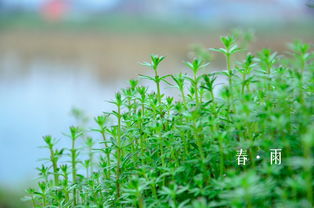 春雨像什么的比喻句