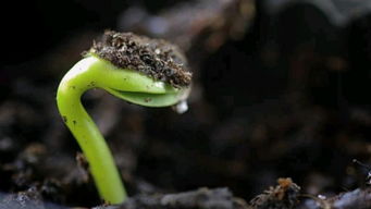 茁的组词有哪些