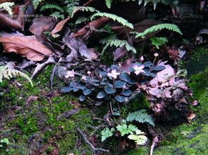 风柜斗草是什么药,一般生长在什么地方最多