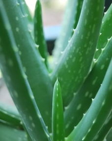 芦荟有几个品种