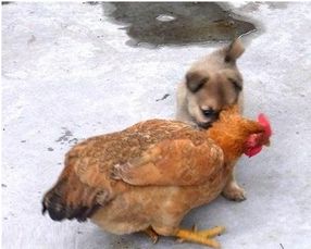 鸡犬豕是什么意思 鸡犬豕解释