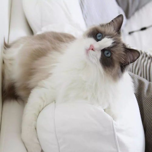 土耳其安哥拉猫