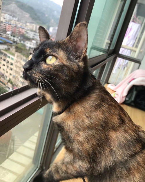 猫咪一直摇尾巴是什么情况?