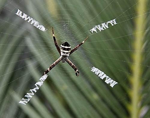 蜘蛛英文怎么读