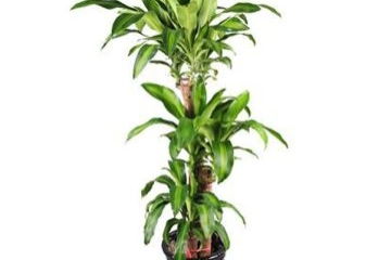 观察一种植物日记