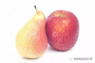 梨 苹果 营养价值及功效与作用 苹果梨的选购技巧