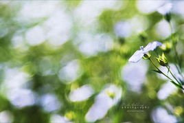 春意盎然是什么意思