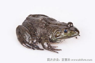 牛蛙是发物吗