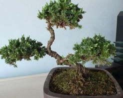 青苔盆景怎么培养盆景青苔怎么培养