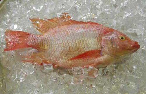 红罗非鱼是保护鱼类吗