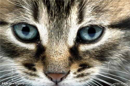 如何写一个关于小猫的特点?