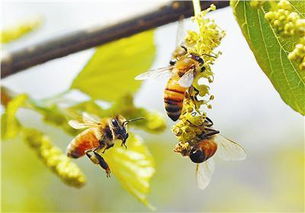 蜜蜂来家里预示着什么