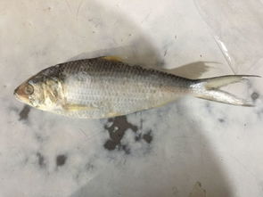 饭店草鱼一般多少钱一斤?