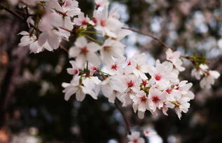 樱花是什么样子