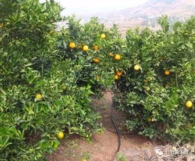 什么的果园填形容词