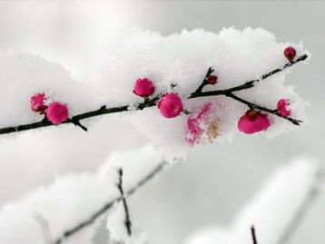 雪却输梅一段香的全诗