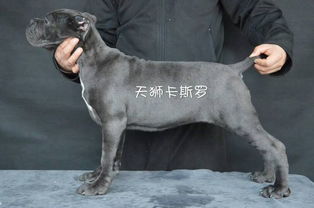 怎么找CKU星级犬舍