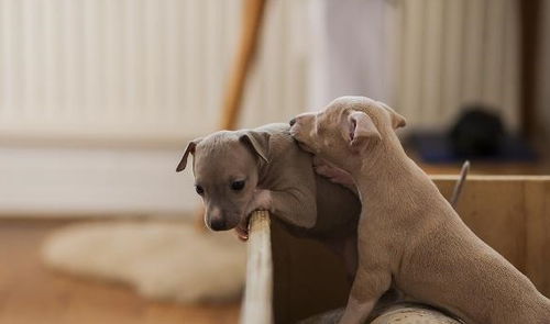 贝灵顿犬为什么禁养