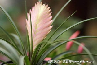 铁兰花的养殖方法