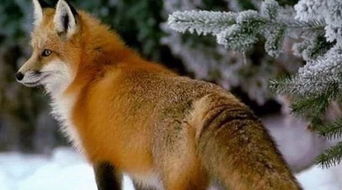 狐狸可以当宠物养吗