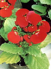 蒲包花的形态特征有哪些?