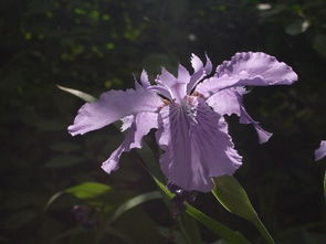 杜若花的花语是什么?
