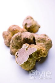 白松露是什么东西 白松露介绍