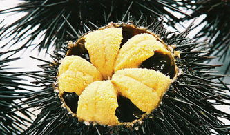 海胆怎么吃 居然有这么多吃法