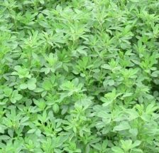 苜蓿草长什么样