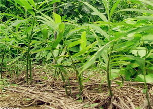 生姜什么时候种植最合适