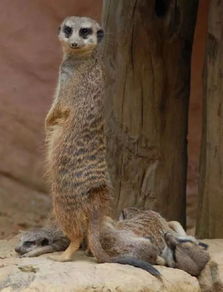 丁满是什么动物