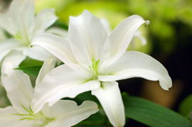 百合花的气味是什么味