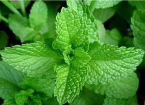 薄荷用英语怎么说 薄荷怎么用英语说