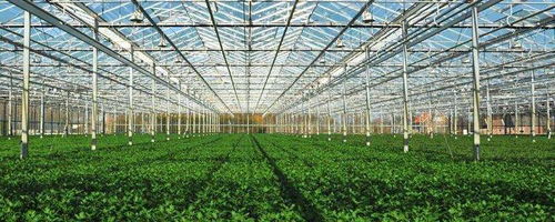 种植大棚怎么搭建?