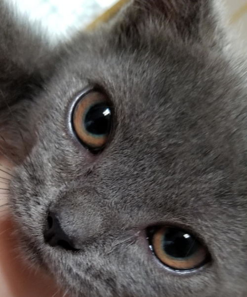 猫鼻支的早期症状?
