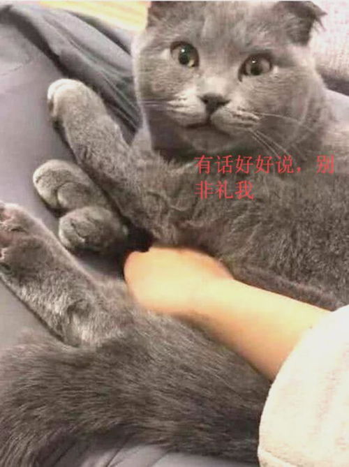 英短蓝猫会认主人吗