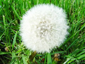 蒲公英什么季节漫天飞舞