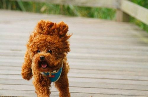 泰迪幼犬怎么训练大小便