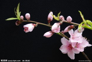 桃花的样子,颜色,形状,气味,生活环境等?