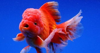 金鱼一次喂几颗饲料