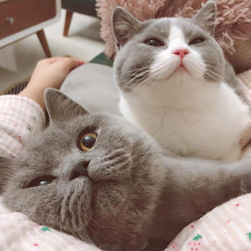 纯黑英短猫多少钱一只
