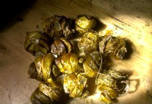 紫皮石斛功效 紫皮石斛功效介绍