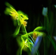 一枝独秀是什么意思?